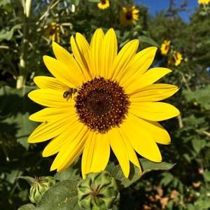 Meet your Posher, Cherie